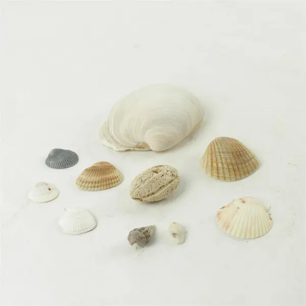 Lot of 10 Seashells - Mixed Shells for Crafts Display Collection