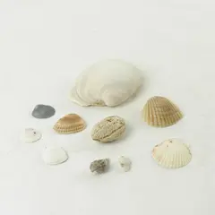 Lot of 10 Seashells - Mixed Shells for Crafts Display Collection