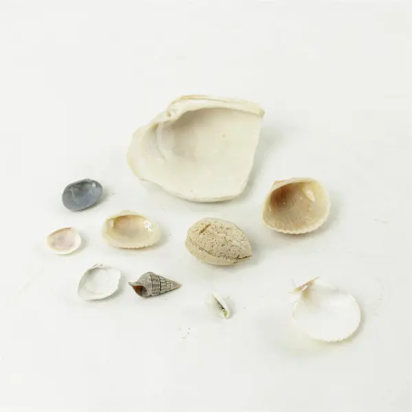 Lot of 10 Seashells - Mixed Shells for Crafts Display Collection