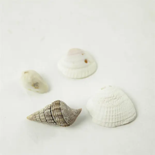 Lot of 10 Seashells - Mixed Shells for Crafts Display Collection