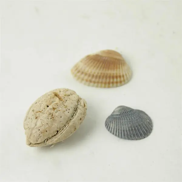 Lot of 10 Seashells - Mixed Shells for Crafts Display Collection