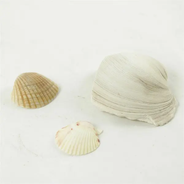 Lot of 10 Seashells - Mixed Shells for Crafts Display Collection