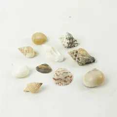 Lot of 10 Seashells - Mixed Shells for Crafts Display Collection
