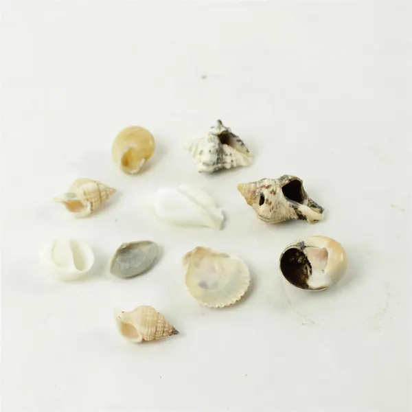 Lot of 10 Seashells - Mixed Shells for Crafts Display Collection