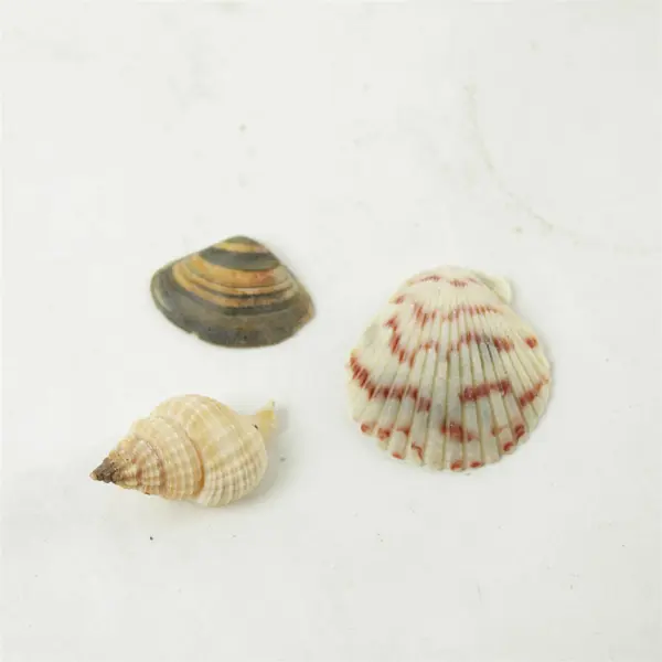 Lot of 10 Seashells - Mixed Shells for Crafts Display Collection