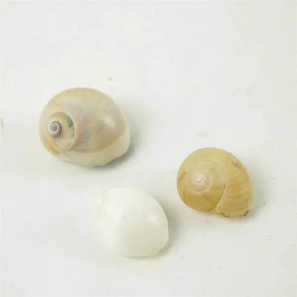 Lot of 10 Seashells - Mixed Shells for Crafts Display Collection