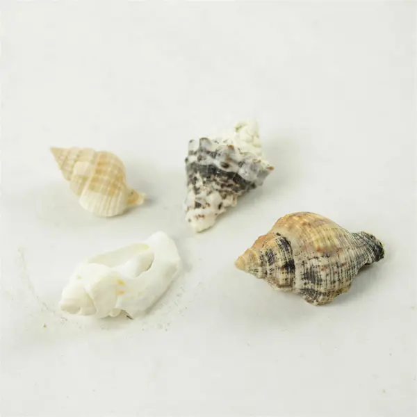 Lot of 10 Seashells - Mixed Shells for Crafts Display Collection