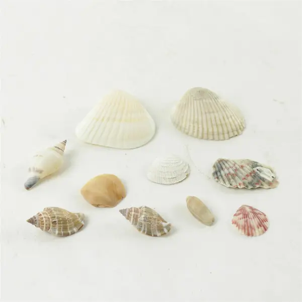 Lot of 10 Seashells - Mixed Shells for Crafts Display Collection