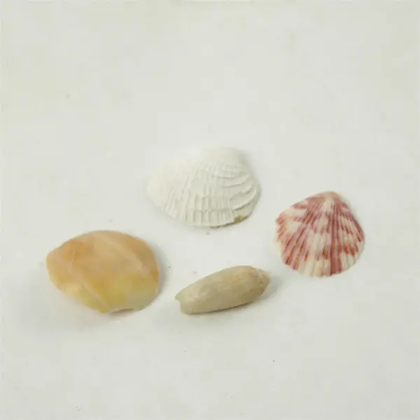 Lot of 10 Seashells - Mixed Shells for Crafts Display Collection