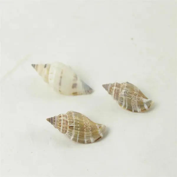 Lot of 10 Seashells - Mixed Shells for Crafts Display Collection