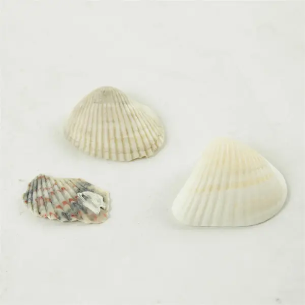 Lot of 10 Seashells - Mixed Shells for Crafts Display Collection