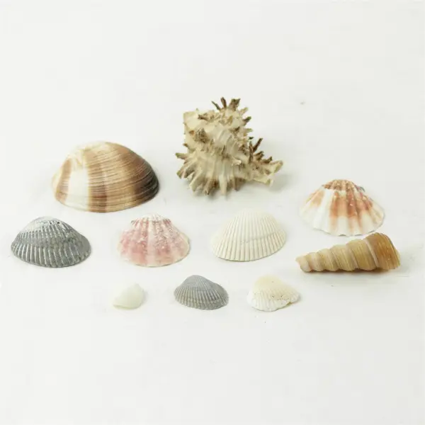 Lot of 10 Seashells - Mixed Shells for Crafts Display Collection