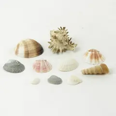 Lot of 10 Seashells - Mixed Shells for Crafts Display Collection