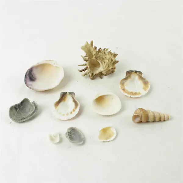 Lot of 10 Seashells - Mixed Shells for Crafts Display Collection