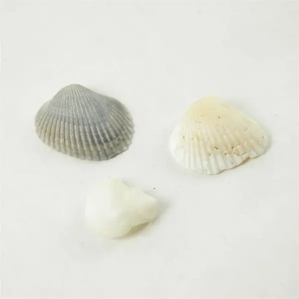 Lot of 10 Seashells - Mixed Shells for Crafts Display Collection