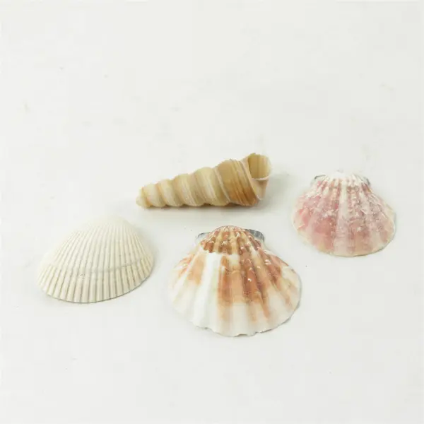 Lot of 10 Seashells - Mixed Shells for Crafts Display Collection