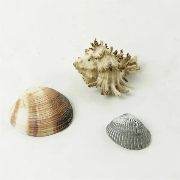 Lot of 10 Seashells - Mixed Shells for Crafts Display Collection