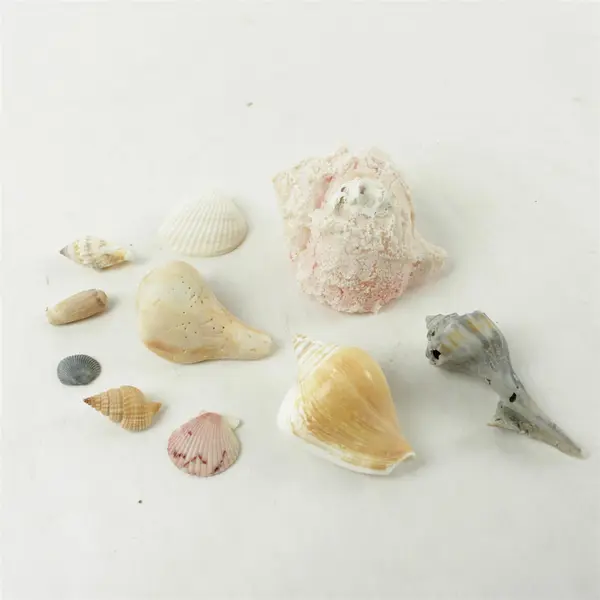 Lot of 10 Seashells - Mixed Shells for Crafts Display Collection