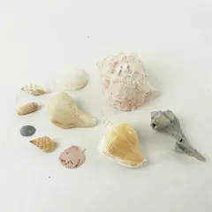 Lot of 10 Seashells - Mixed Shells for Crafts Display Collection