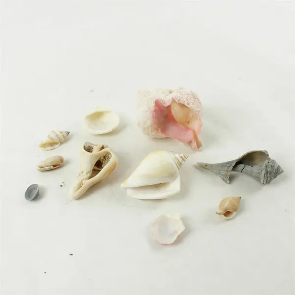 Lot of 10 Seashells - Mixed Shells for Crafts Display Collection