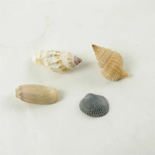 Lot of 10 Seashells - Mixed Shells for Crafts Display Collection