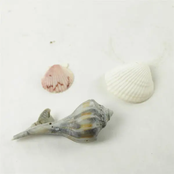 Lot of 10 Seashells - Mixed Shells for Crafts Display Collection