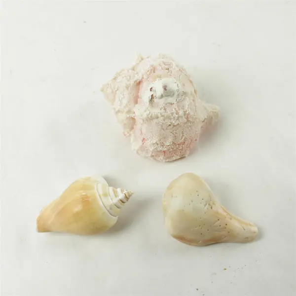Lot of 10 Seashells - Mixed Shells for Crafts Display Collection