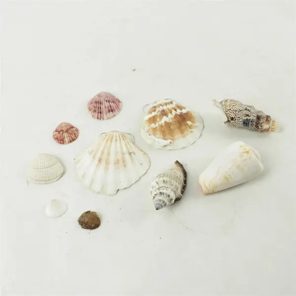 Lot of 10 Seashells - Mixed Shells for Crafts Display Collection