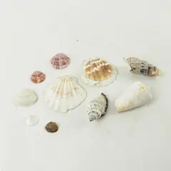 Lot of 10 Seashells - Mixed Shells for Crafts Display Collection