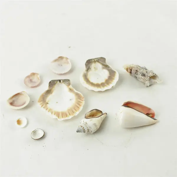 Lot of 10 Seashells - Mixed Shells for Crafts Display Collection