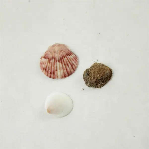 Lot of 10 Seashells - Mixed Shells for Crafts Display Collection