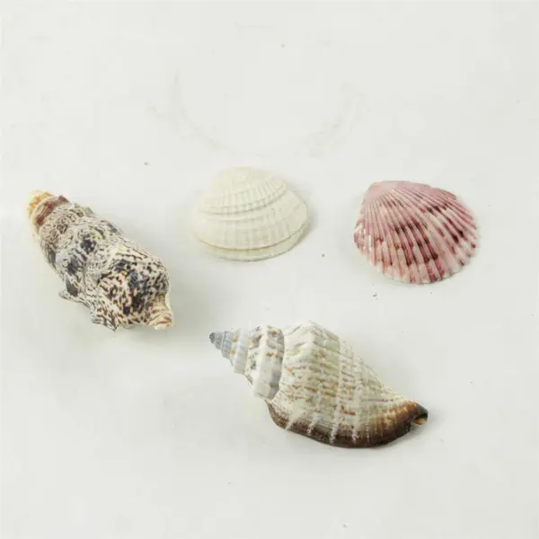 Lot of 10 Seashells - Mixed Shells for Crafts Display Collection