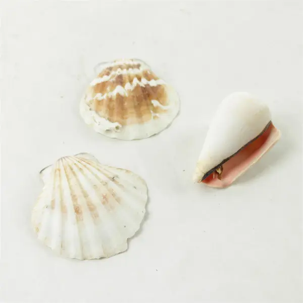 Lot of 10 Seashells - Mixed Shells for Crafts Display Collection