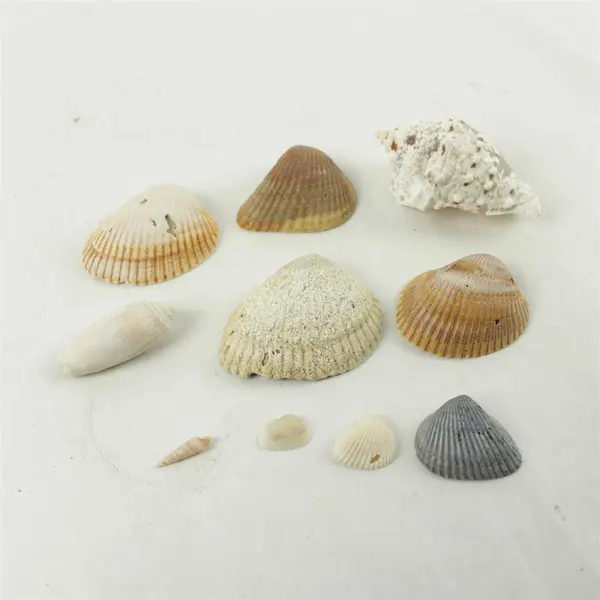 Lot of 10 Seashells - Mixed Shells for Crafts Display Collection