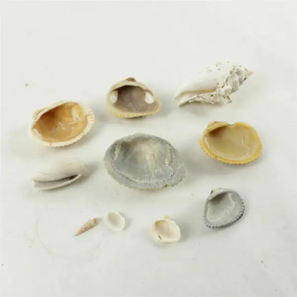 Lot of 10 Seashells - Mixed Shells for Crafts Display Collection