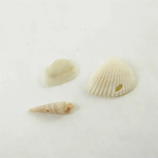 Lot of 10 Seashells - Mixed Shells for Crafts Display Collection