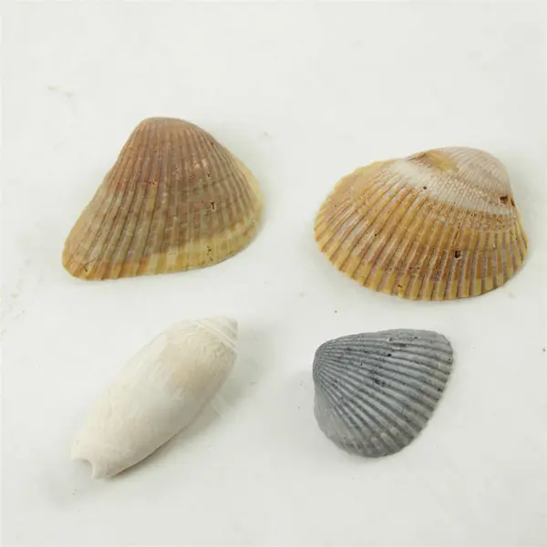 Lot of 10 Seashells - Mixed Shells for Crafts Display Collection