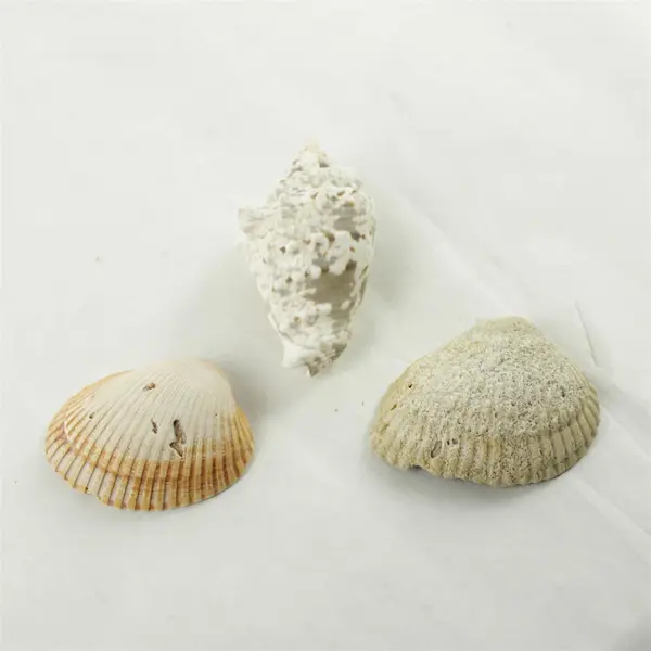 Lot of 10 Seashells - Mixed Shells for Crafts Display Collection