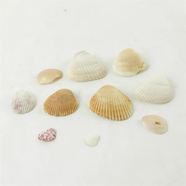 Lot of 10 Seashells - Mixed Shells for Crafts Display Collection