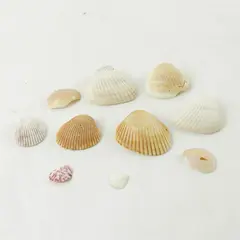 Lot of 10 Seashells - Mixed Shells for Crafts Display Collection