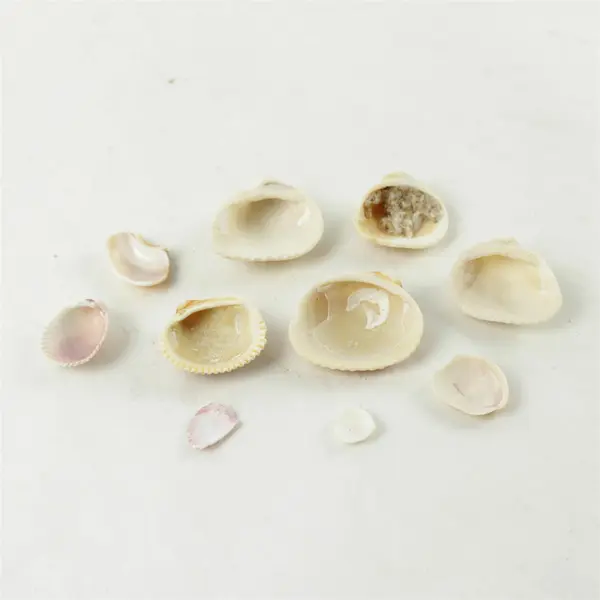 Lot of 10 Seashells - Mixed Shells for Crafts Display Collection