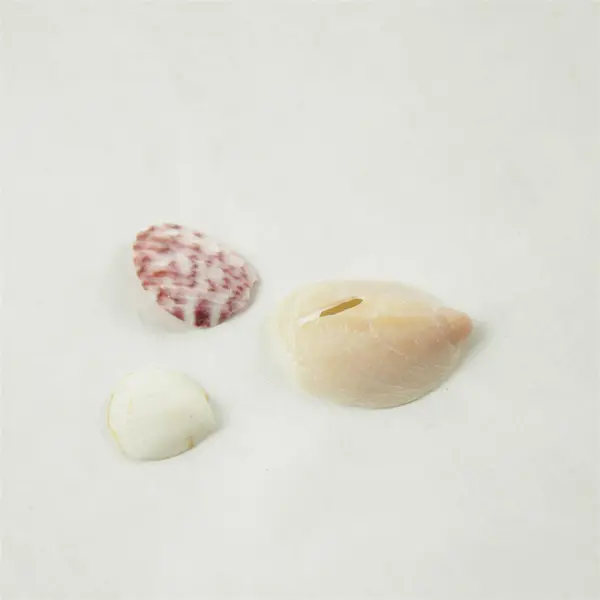 Lot of 10 Seashells - Mixed Shells for Crafts Display Collection
