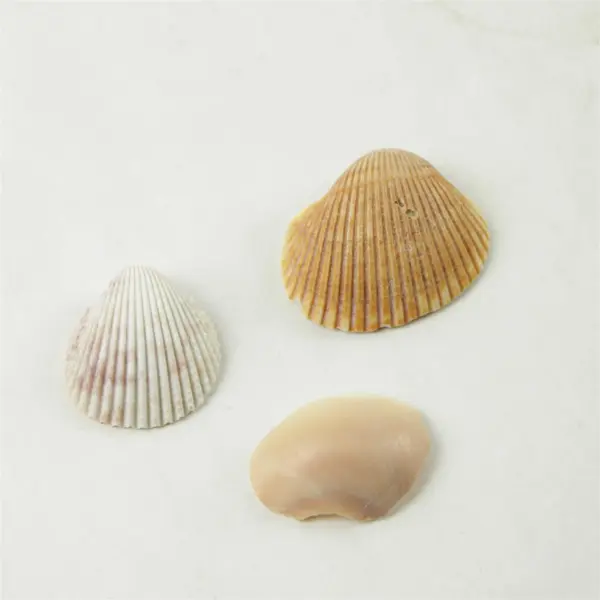 Lot of 10 Seashells - Mixed Shells for Crafts Display Collection