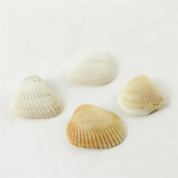 Lot of 10 Seashells - Mixed Shells for Crafts Display Collection