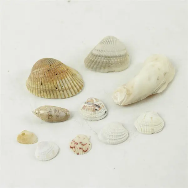Lot of 10 Seashells - Mixed Shells for Crafts Display Collection