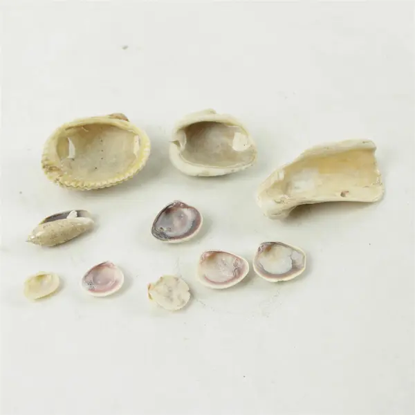 Lot of 10 Seashells - Mixed Shells for Crafts Display Collection