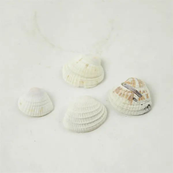 Lot of 10 Seashells - Mixed Shells for Crafts Display Collection