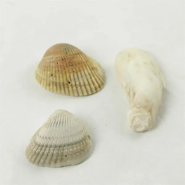 Lot of 10 Seashells - Mixed Shells for Crafts Display Collection