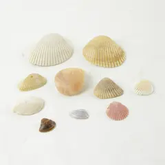 Lot of 10 Seashells - Mixed Shells for Crafts Display Collection