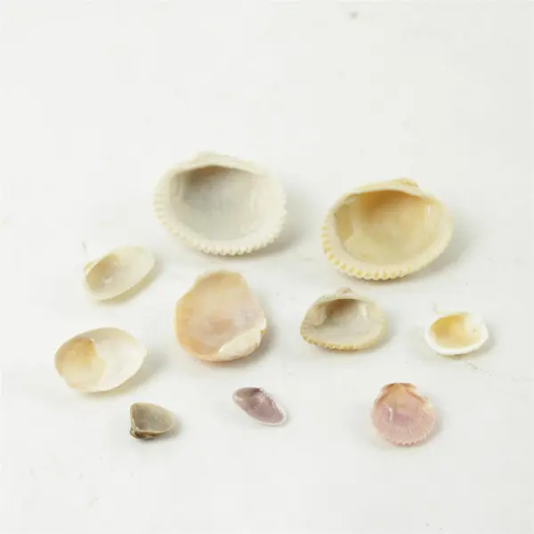 Lot of 10 Seashells - Mixed Shells for Crafts Display Collection